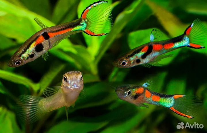 Гуппи эндлера