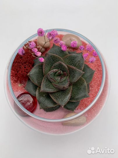 Набор «мой флорариум»