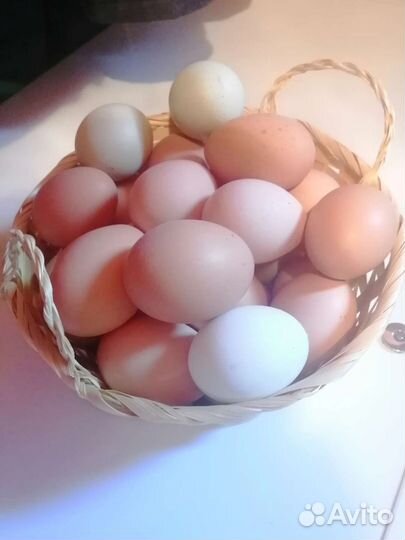 Яйцо куриное