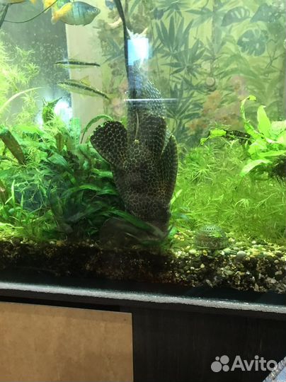 Сом парчовый,40 см