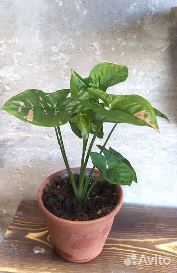 Сингониум сортовые