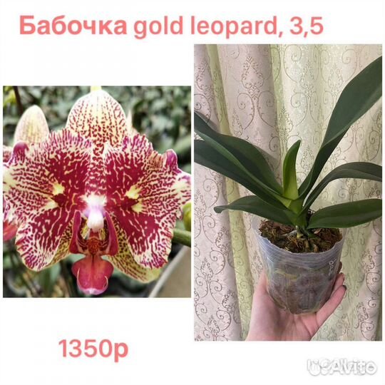 Орхидея фаленопсис бабочка, биглип, арома