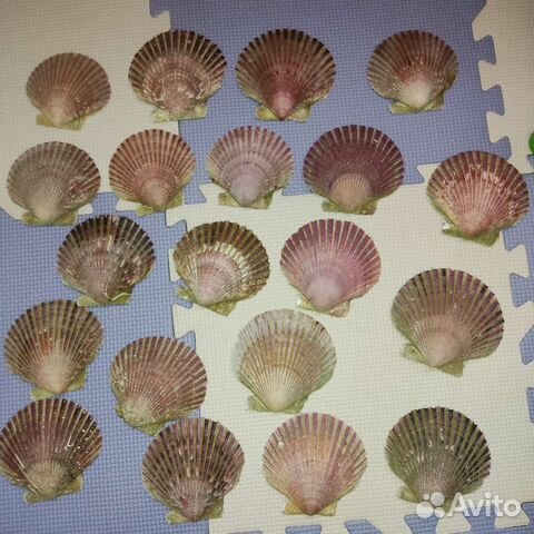 Морские ракушки, раковины морских гребешков
