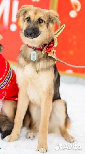 Щенок в добрые руки