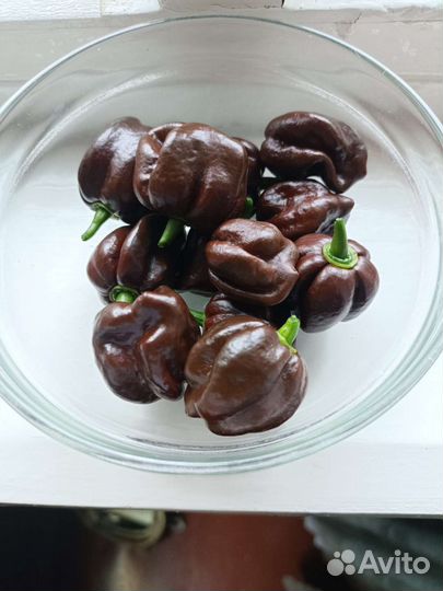 Семена перец острый чили Хабанеро шоколад