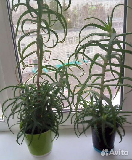 Алоэ лечебный