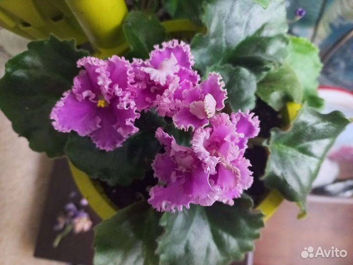 Фиалка rosie ruffles