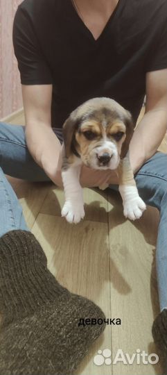 Щенки бигль