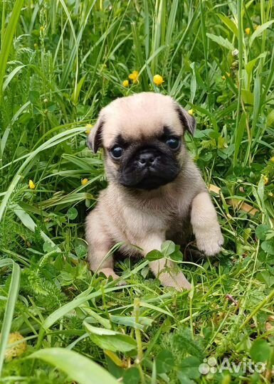 Щенки мопса