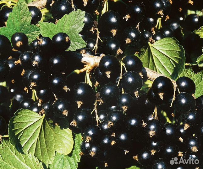 Саженцы черной смородины