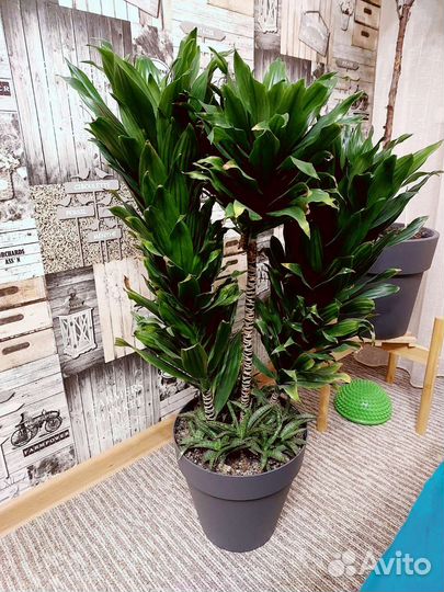 Драцена/ сансевиерия