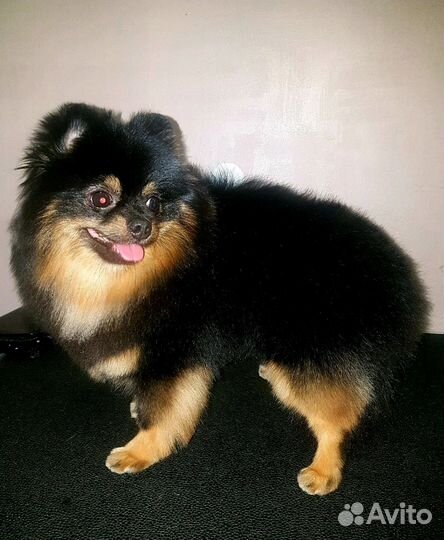 Стрижка собак