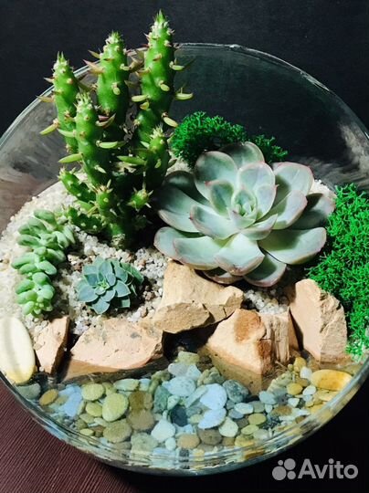 Флорариум с суккулентами