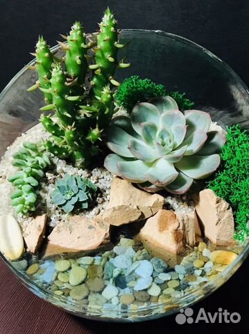 Флорариум с суккулентами