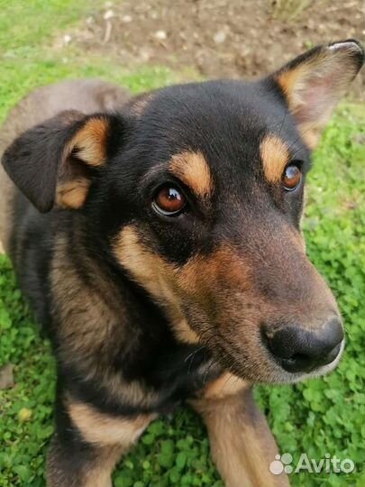 Собака парень ищет дом