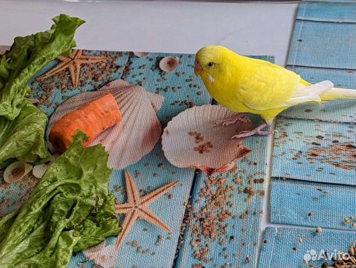 Яркая парочка попугаев