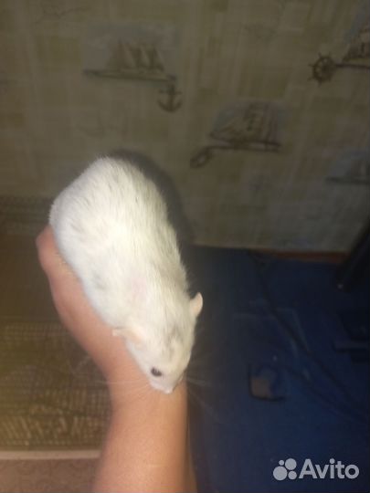 Крысы, хаски