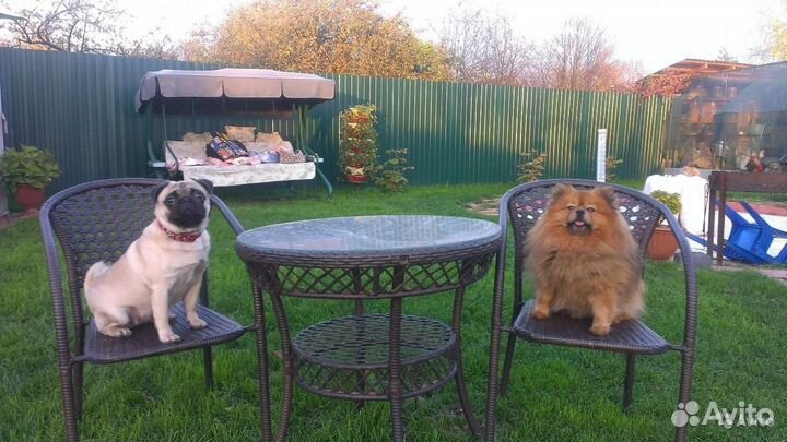 Передержка, домашняя зоогостиница