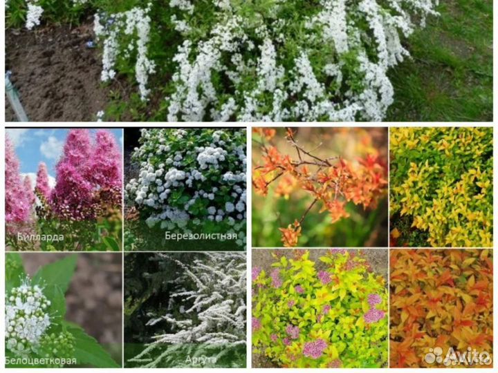 Декоротирные кустарники