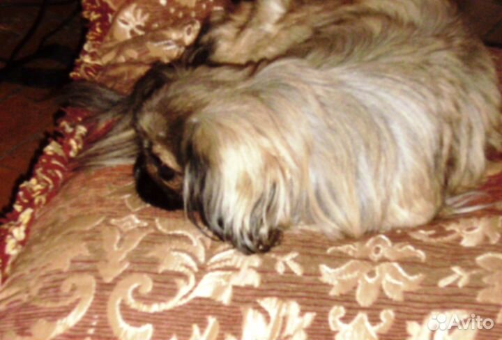 Гостиница для животных 