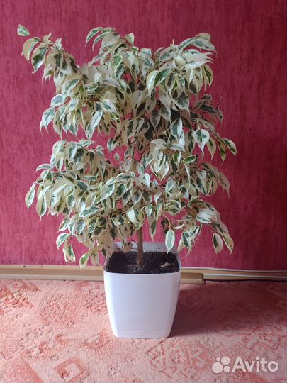 Фикус бенджамина белый