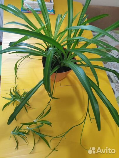 Хлорофитум