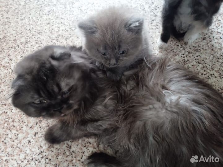 Кошки вислоухие в добрые руки