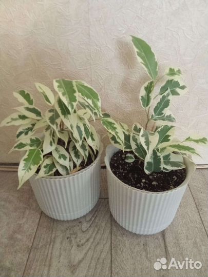 Фикус Бенджамина Де Гантель