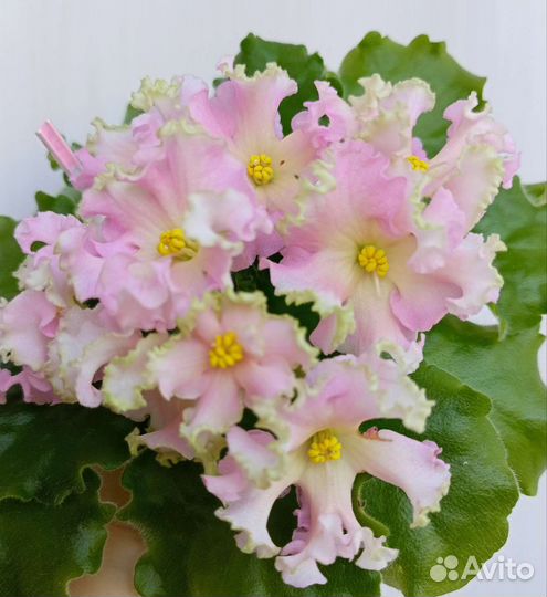 Фиалки сортовые