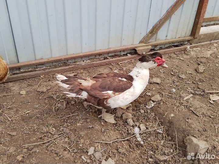 Мускусные индоутки