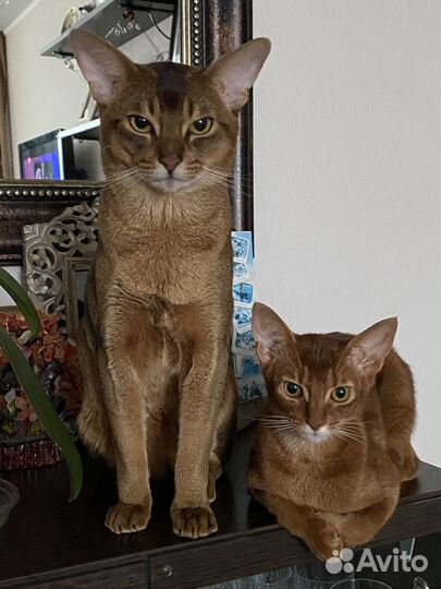 Абиссинская вязка