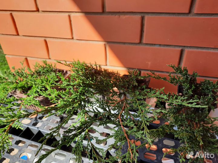 Можжевельник Winter Blue