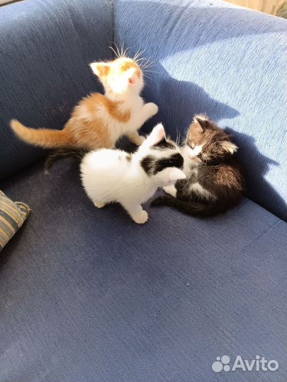 Котятки в добрые руки