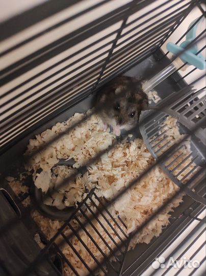 Клетка для грызунов бесплатно отдам