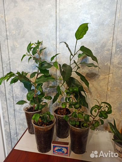 Домашние растения