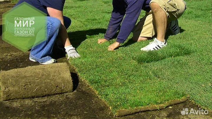 Рулонный газон