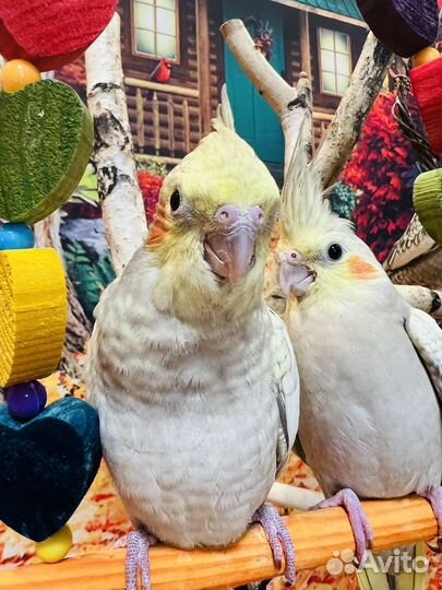 Выкормыши корелл