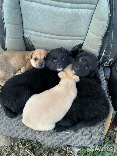 Отдам щенка в добрые руки