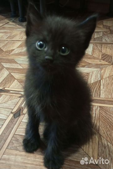 Котята,3 мальчика и 1 девочка,в дар бесплатно