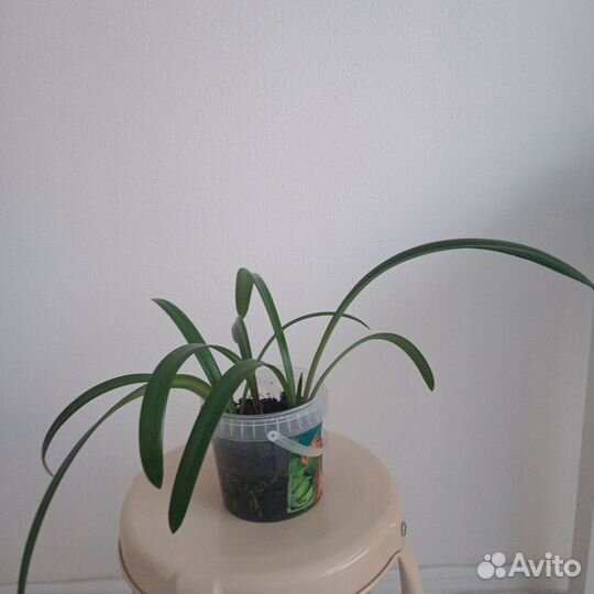 Гипераструмы