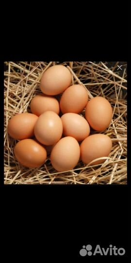 Инкубационное яйцо