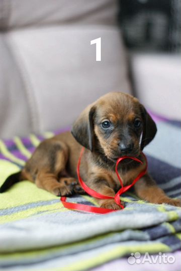 Щенок шоколадной таксы