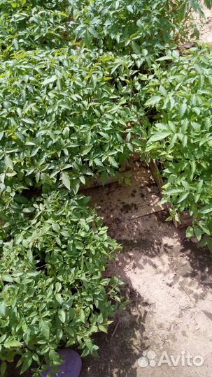 Рассада овощей разных