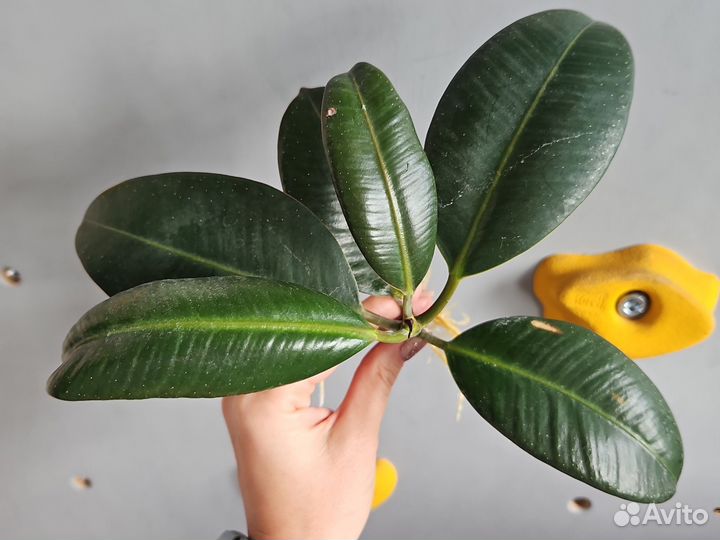 Фикус эластика каучуконосный