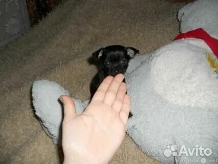 Тойчик девочка