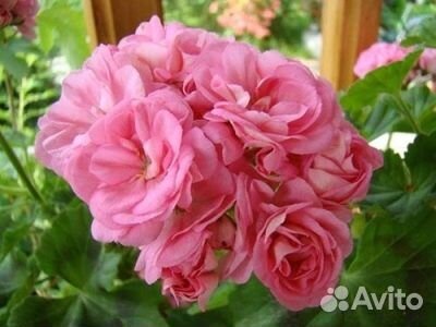 Пеларгония герань сортовая