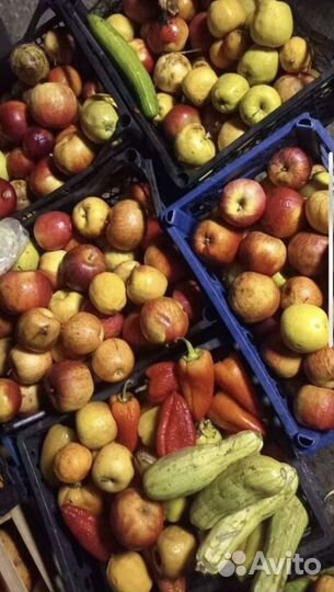 Корм для животных