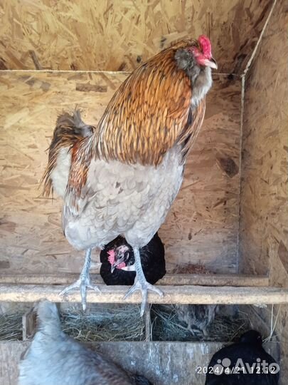 Петух амераукана