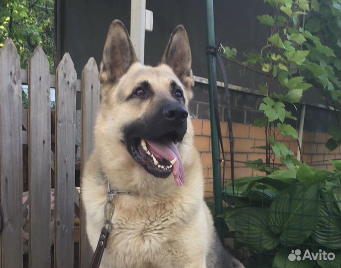 Восточноевропейская овчарка