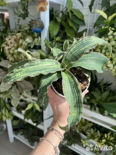 Сансевиерия сортовая